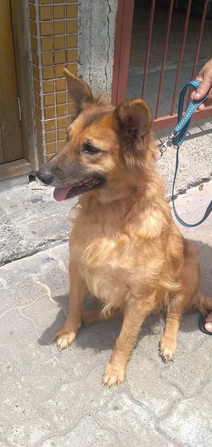 Cachorro ra a MIX PASTOR GARAFIANO  idade 3 anos nome PÉROLA 