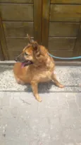 PÉROLA