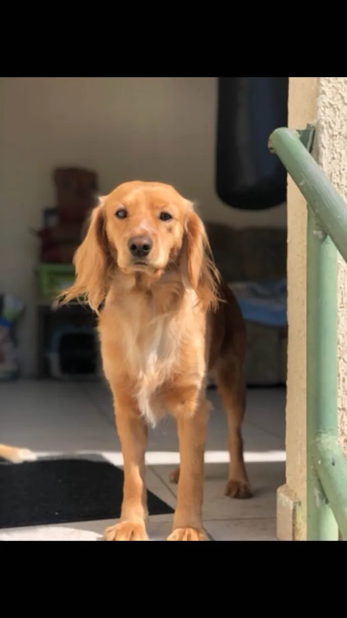 Cachorro ra a SRD-ViraLata idade 5 anos nome Max 