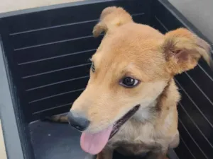 Cachorro raça ViraLata idade Abaixo de 2 meses nome Copuaçu 