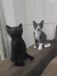 Gatinhos para adoção 