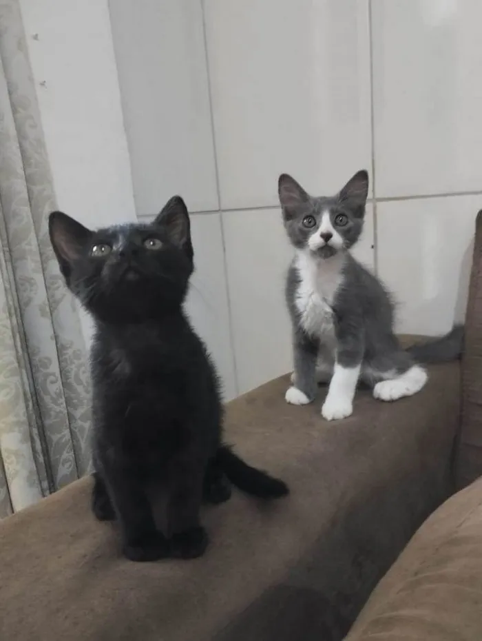 Gato ra a Srd idade 2 a 6 meses nome Gatinhos para adoção 