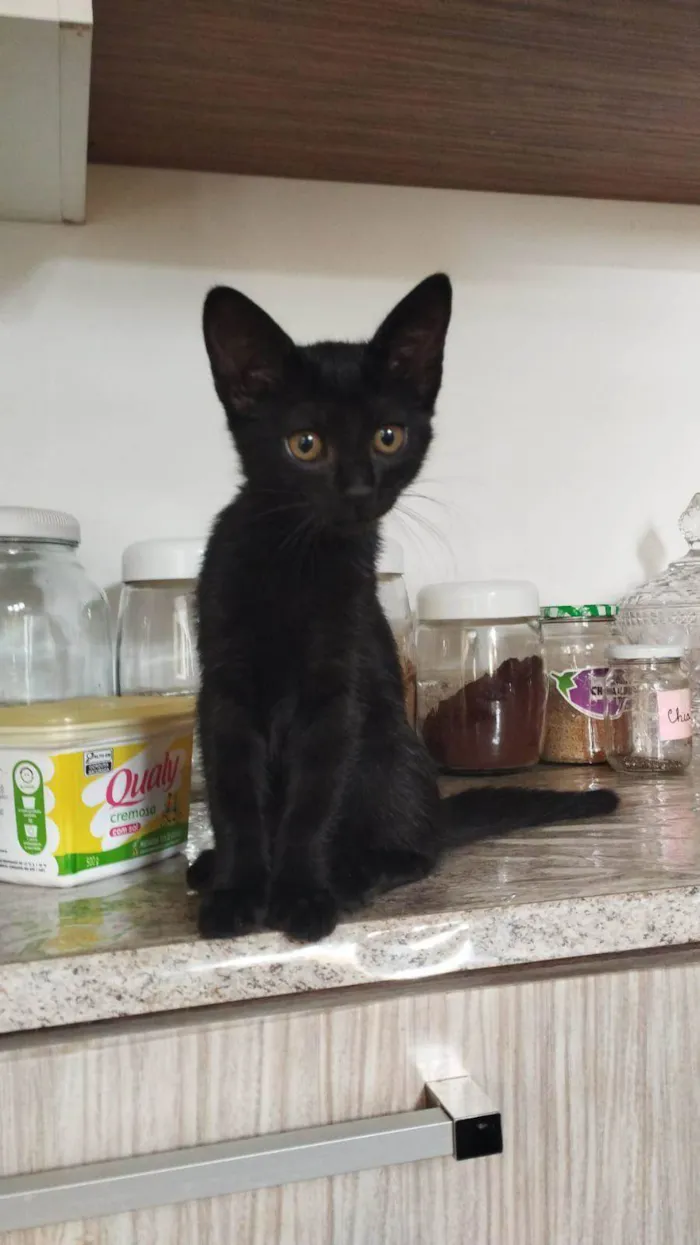 Gato ra a Srd idade 2 a 6 meses nome Gatinhos para adoção 