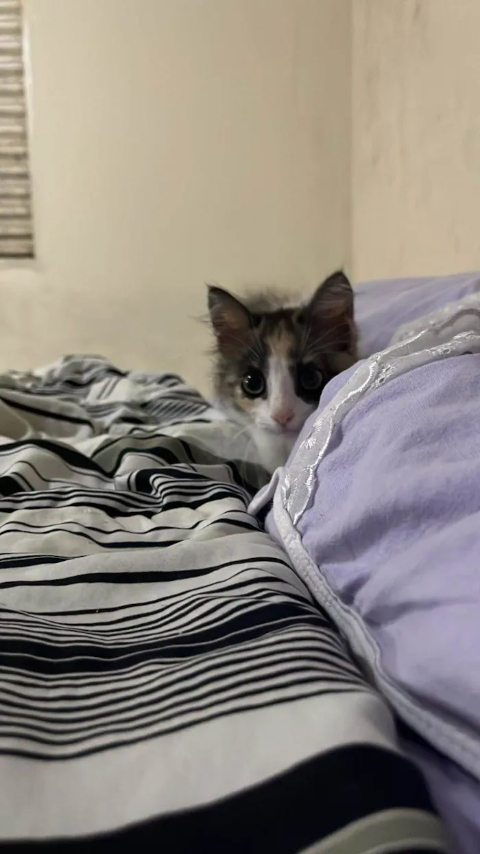 Gato ra a SRD-ViraLata idade Abaixo de 2 meses nome Rajá