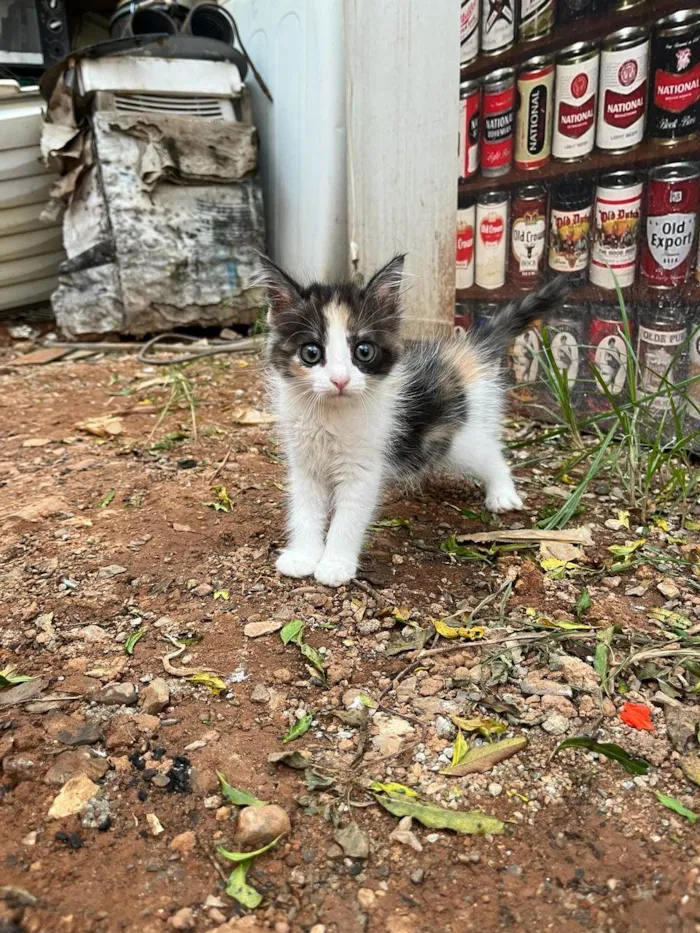 Gato ra a SRD-ViraLata idade Abaixo de 2 meses nome Rajá