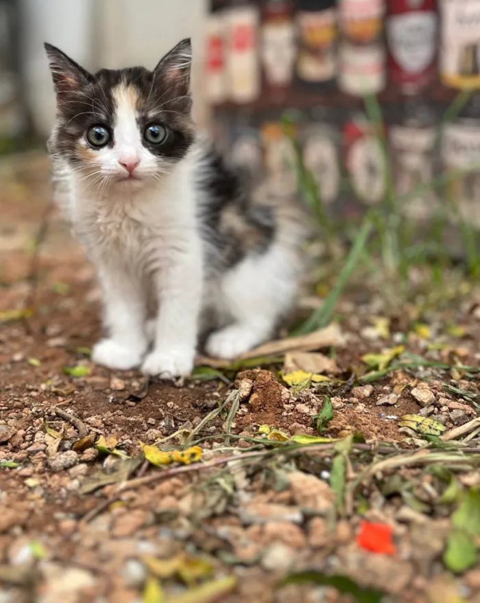 Gato ra a SRD-ViraLata idade Abaixo de 2 meses nome Rajá