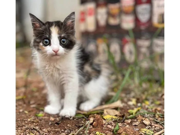 Gato ra a SRD-ViraLata idade Abaixo de 2 meses nome Rajá