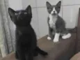 Gatinhos para adoção 