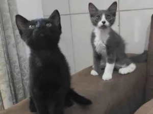 Gato raça Srd idade 2 a 6 meses nome Gatinhos para adoção 