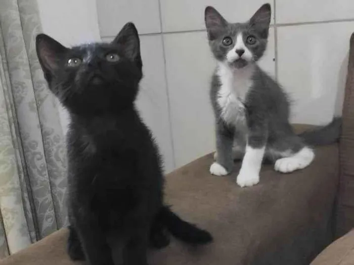 Gato ra a Srd idade 2 a 6 meses nome Gatinhos para adoção 