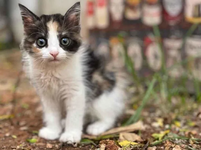 Gato ra a SRD-ViraLata idade Abaixo de 2 meses nome Rajá