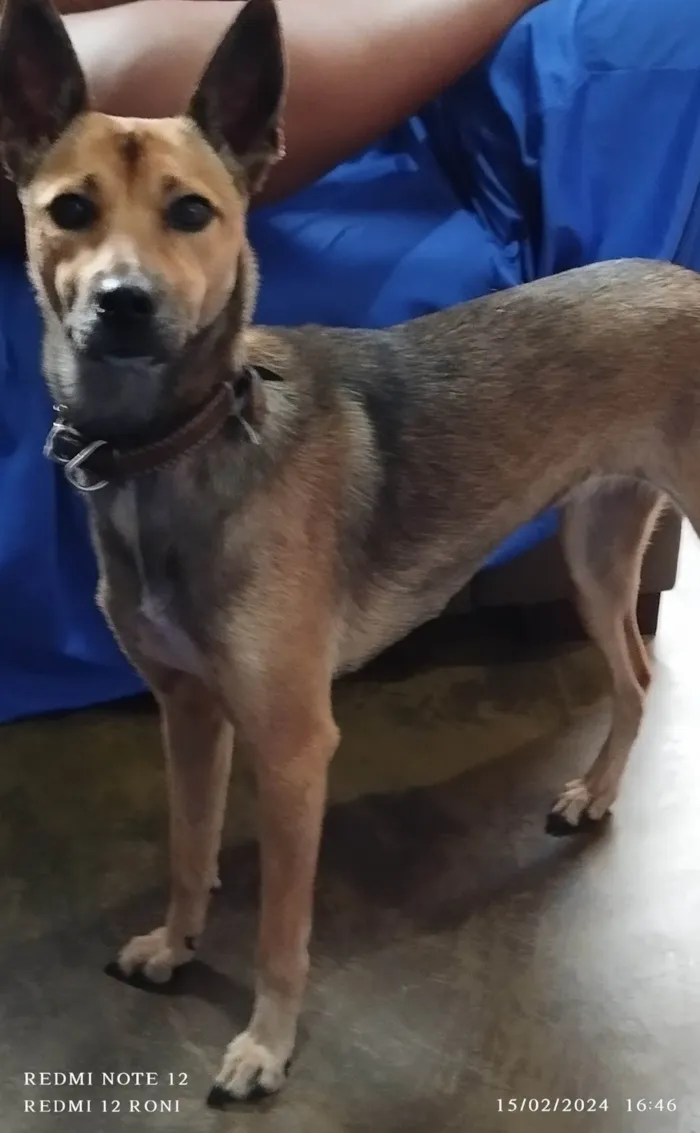 Cachorro ra a Pastor Alemão/misturado  idade 2 anos nome Kira 