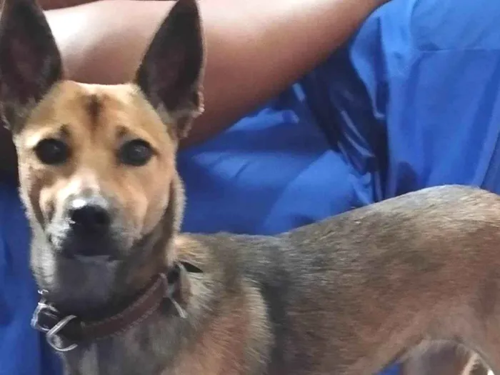 Cachorro ra a Pastor Alemão/misturado  idade 2 anos nome Kira 