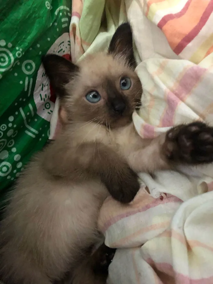 Gato ra a Sialata idade 2 a 6 meses nome Sara