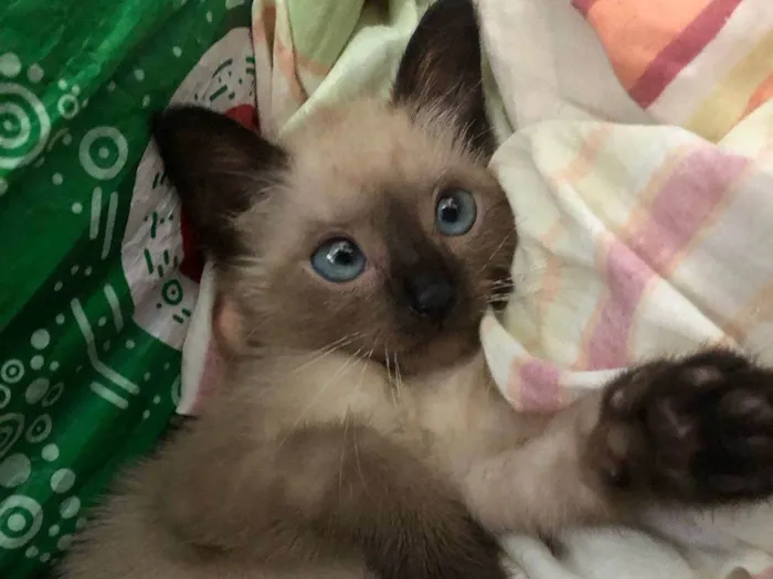 Gato ra a Sialata idade 2 a 6 meses nome Sara