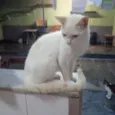 Lui