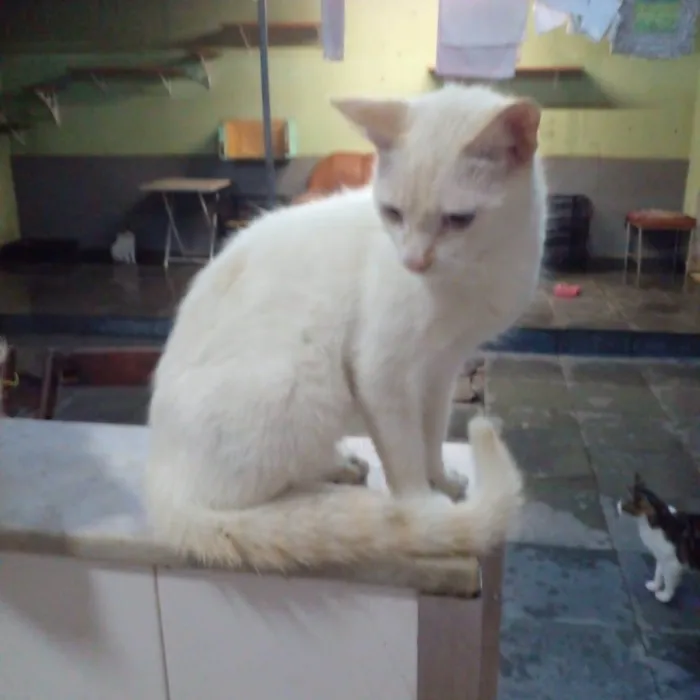 Gato ra a Siamês  idade 2 a 6 meses nome Lui