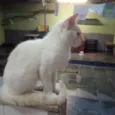 Lui
