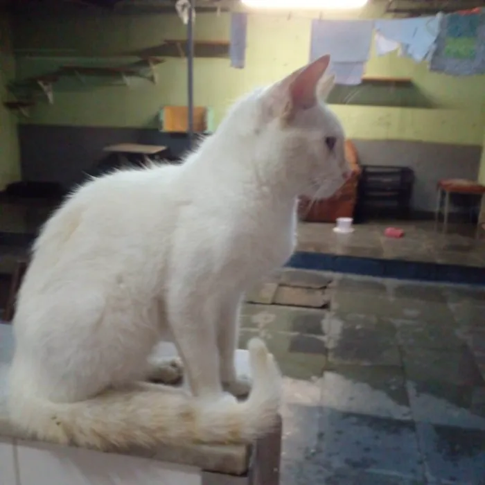 Gato ra a Siamês  idade 2 a 6 meses nome Lui