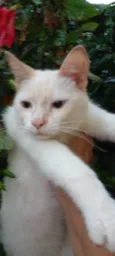 Lui