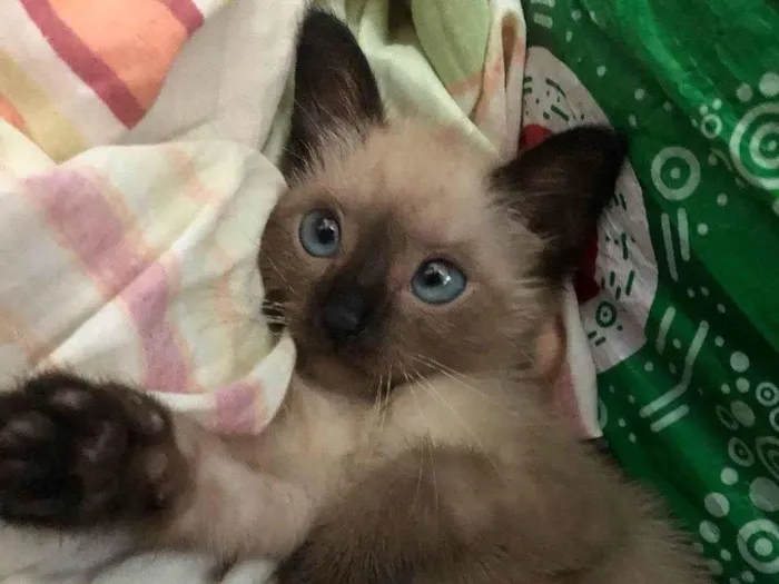 Gato ra a Sialata idade 2 a 6 meses nome Sara