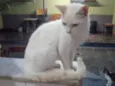 Lui