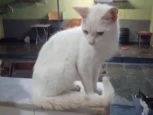 Gato raça Siamês  idade 2 a 6 meses nome Lui