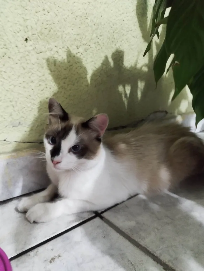 Gato ra a SRD-ViraLata idade 1 ano nome Sem nome