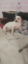 Sindi