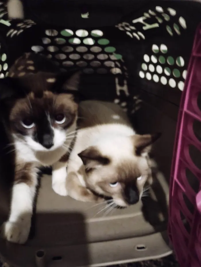 Gato ra a Siames idade 2 a 6 meses nome Sasha e Simia