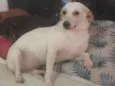Sindi