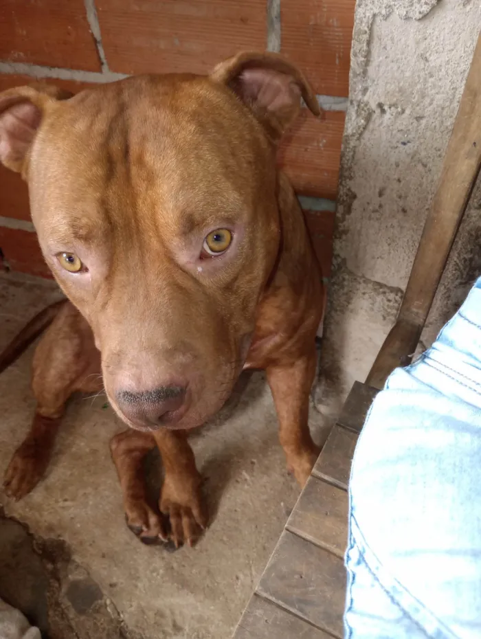 Cachorro ra a Pit-Bull idade 1 ano nome Duke