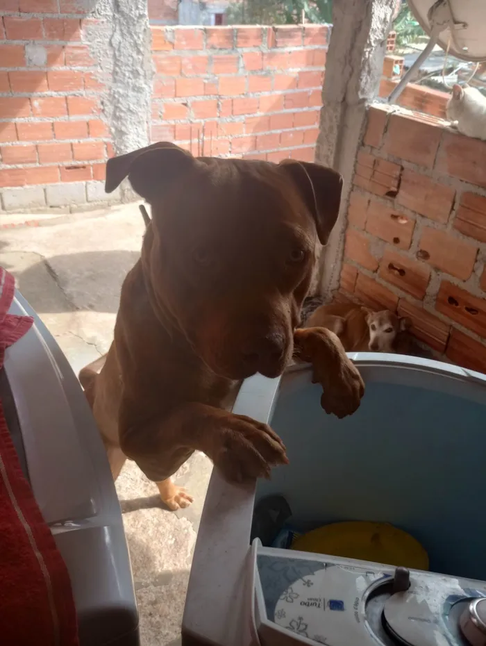 Cachorro ra a Pit-Bull idade 1 ano nome Duke