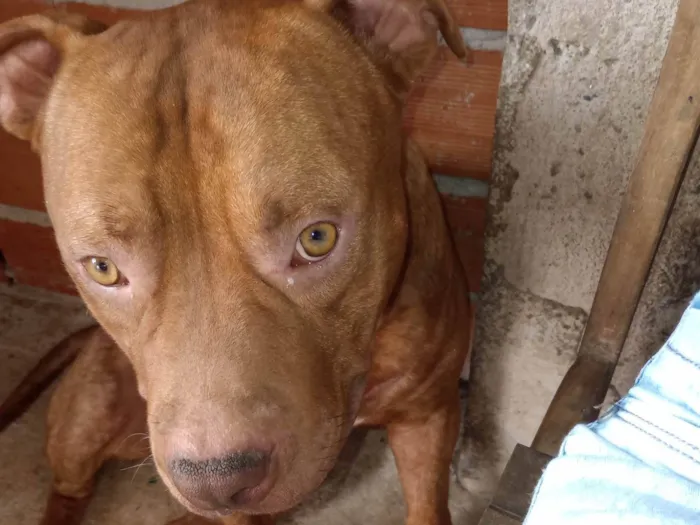 Cachorro ra a Pit-Bull idade 1 ano nome Duke