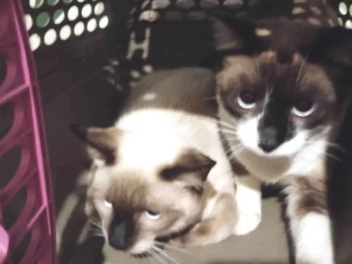 Gato ra a Siames idade 2 a 6 meses nome Sasha e Simia