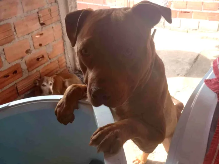 Cachorro ra a Pit-Bull idade 1 ano nome Duke