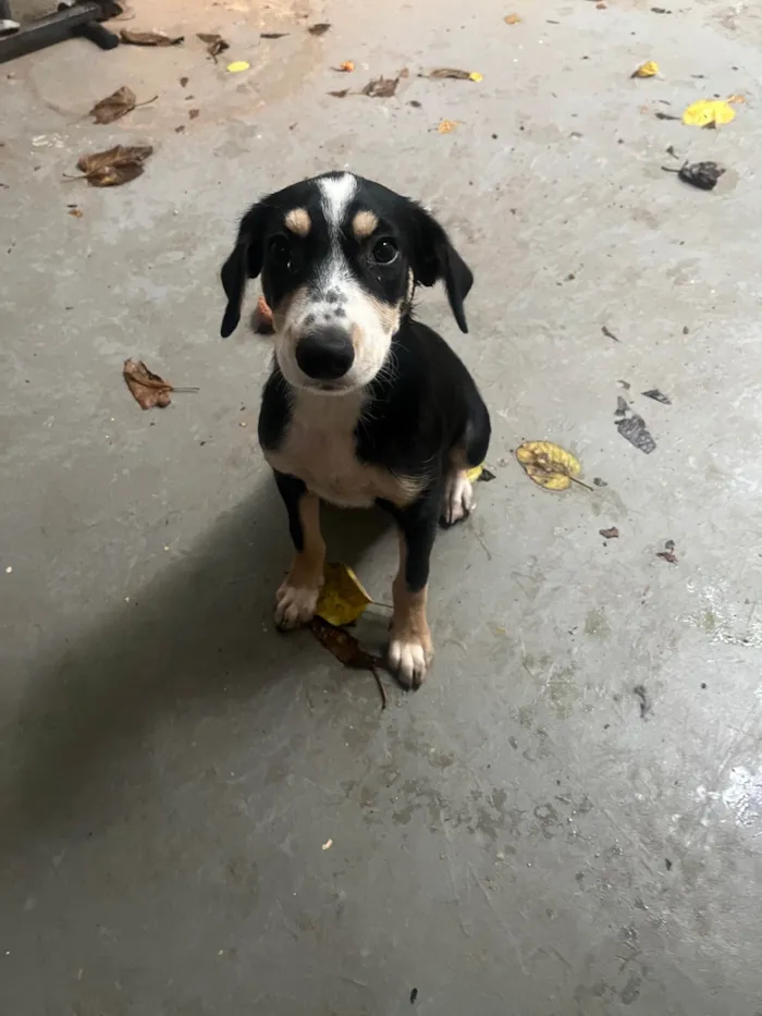 Cachorro ra a SRD-ViraLata idade 2 a 6 meses nome Lory