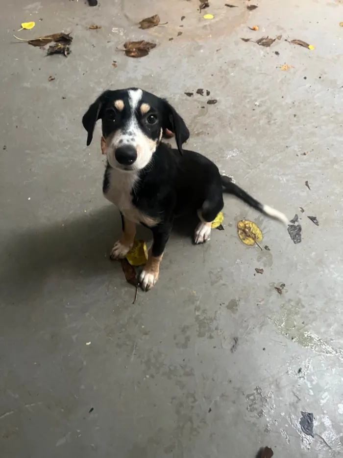 Cachorro ra a SRD-ViraLata idade 2 a 6 meses nome Lory
