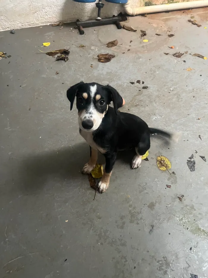 Cachorro ra a SRD-ViraLata idade 2 a 6 meses nome Lory
