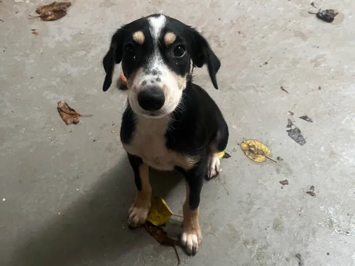 Cachorro ra a SRD-ViraLata idade 2 a 6 meses nome Lory