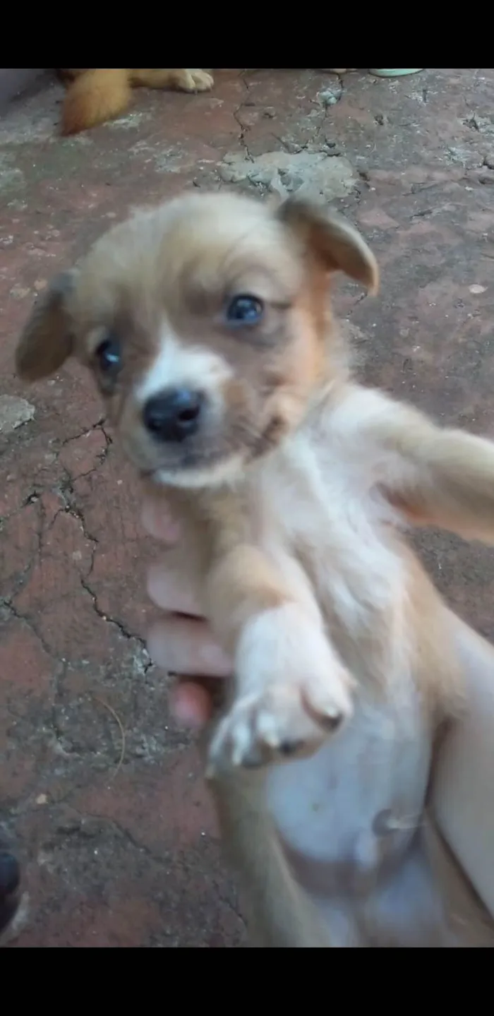 Cachorro ra a Srd idade Abaixo de 2 meses nome Ñao tem