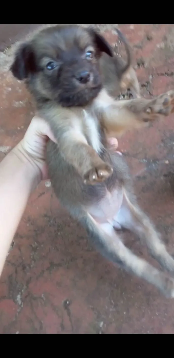 Cachorro ra a Srd idade Abaixo de 2 meses nome Ñao tem