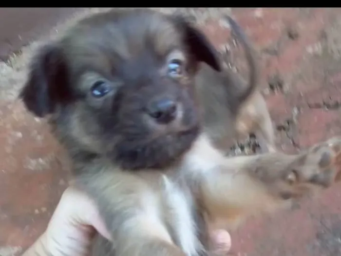 Cachorro ra a Srd idade Abaixo de 2 meses nome Ñao tem