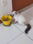Neném