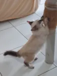 Neném