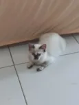 Neném