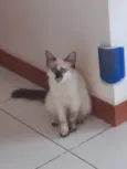 Neném