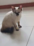 Neném