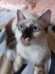 Neném