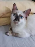 Neném